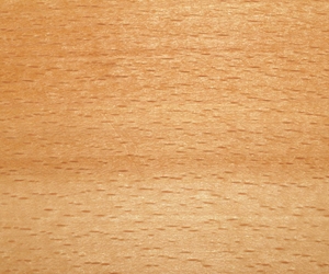 Fagus grandifolia wood